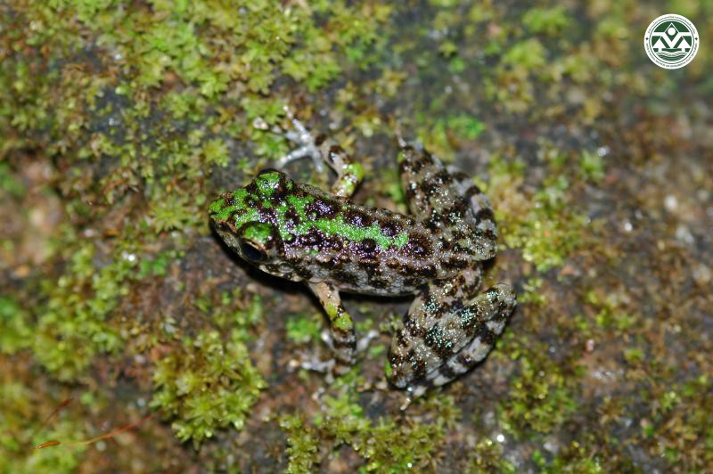 Amolops marmoratus