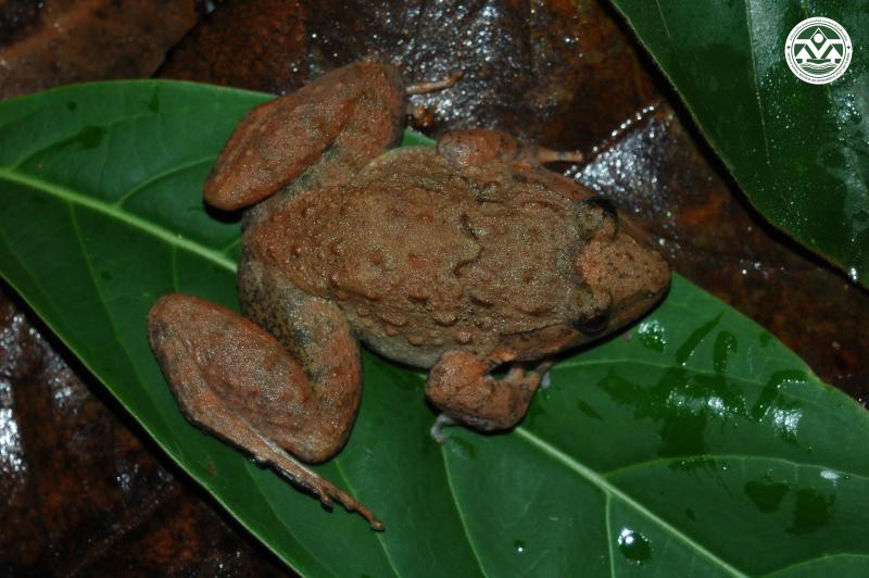 Limnonectes gyldenstolpei
