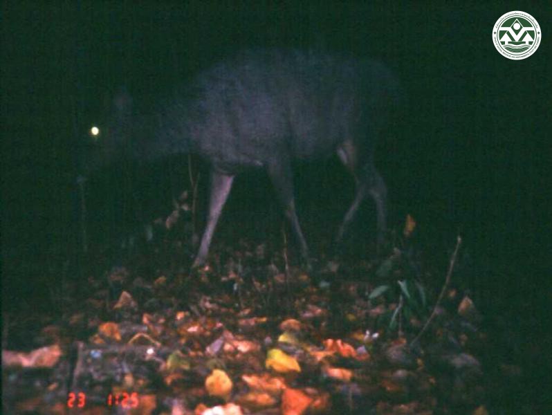 Cervus unicolor