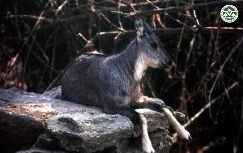 Naemorhedus ecaudatus