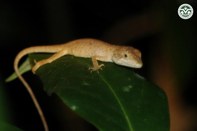 Pseudocalotes microlepis