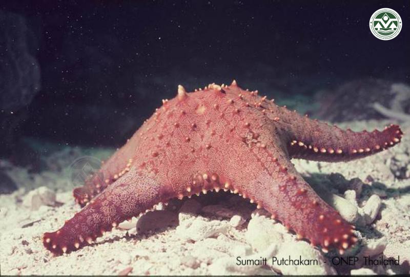 Pentaceraster gracilis