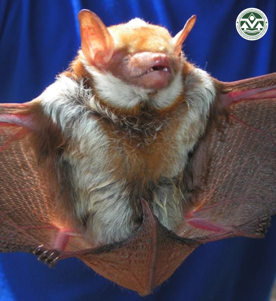 Scotomanes ornata