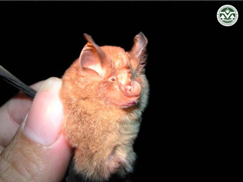 Rhinolophus coelophyllus