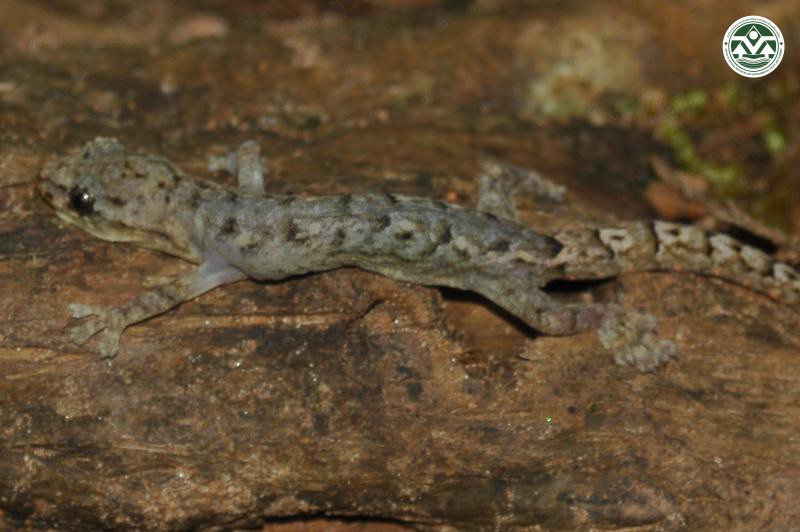 Hemiphyllodactylus yunnanensis