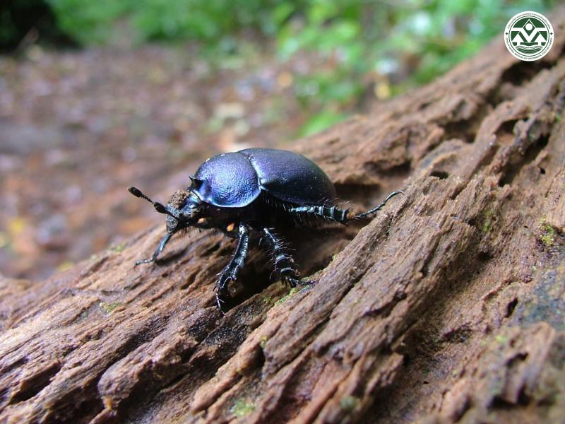 Enoplotrupes sharpi