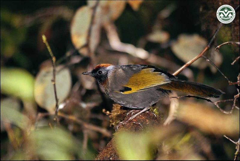 Garrulax erythrocephalus