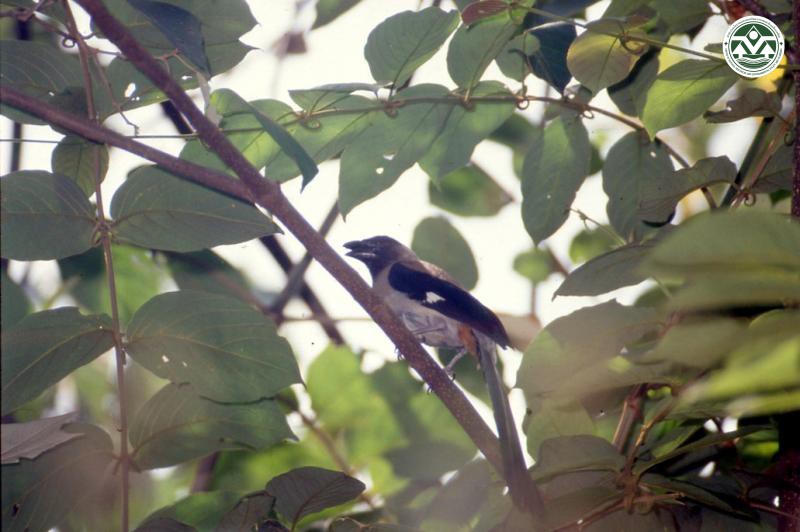 Dendrocitta formosae