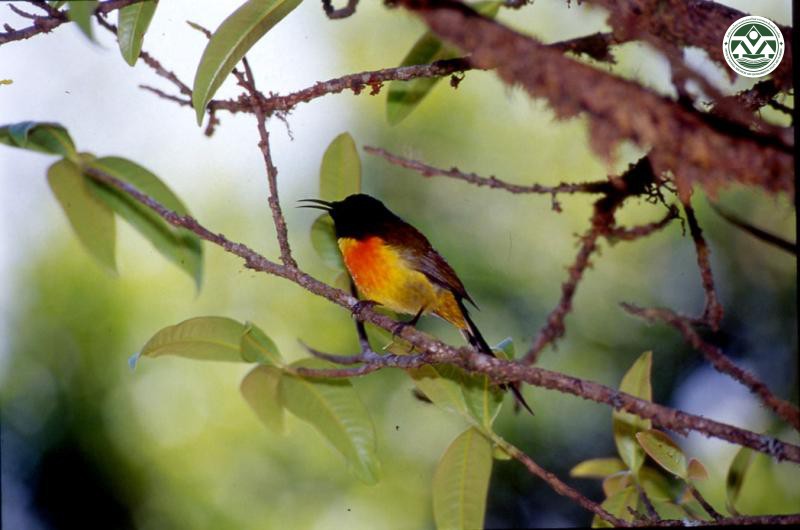 Aethopyga nipalensis