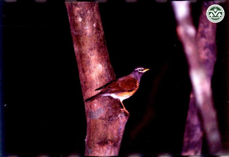 Turdus obscurus