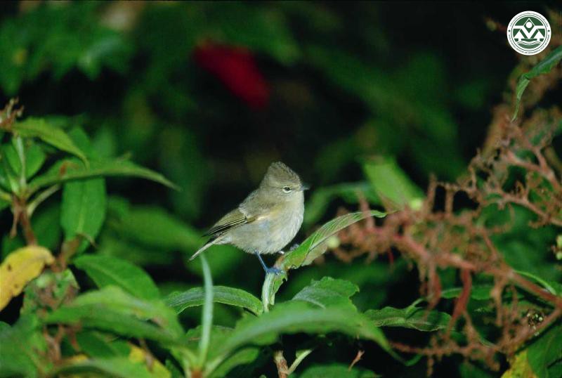 Sylviparus modestus