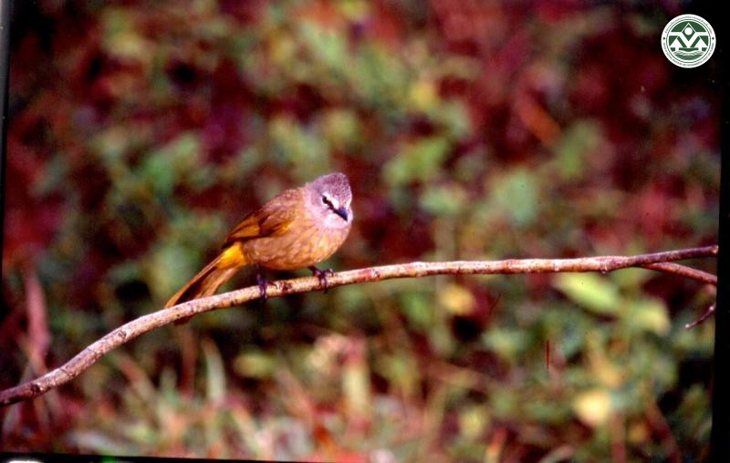 Pycnonotus flavescens