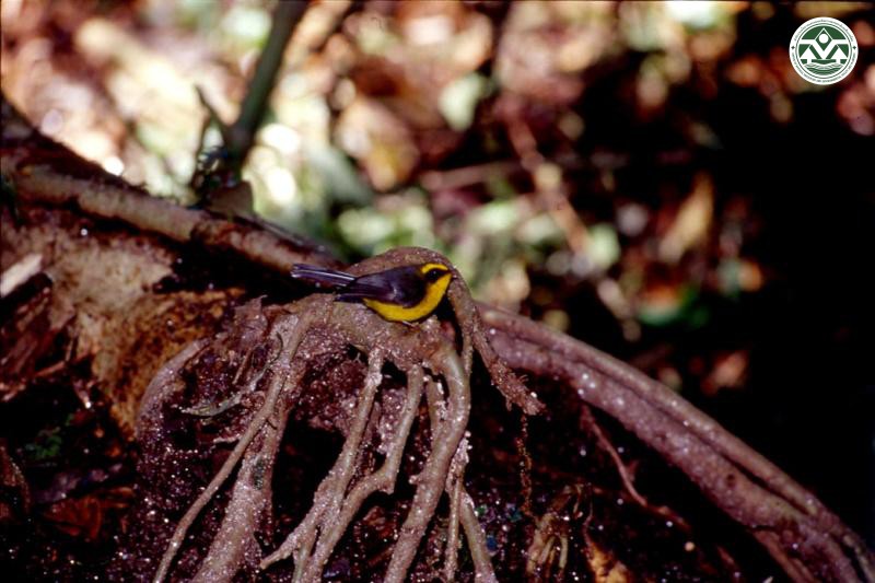 Rhipidura hypoxantha