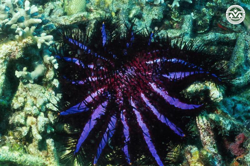Acanthaster planci