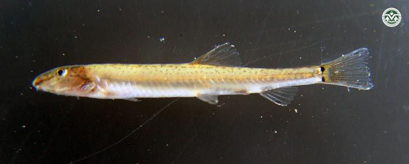 Acanthopsoides gracilentis