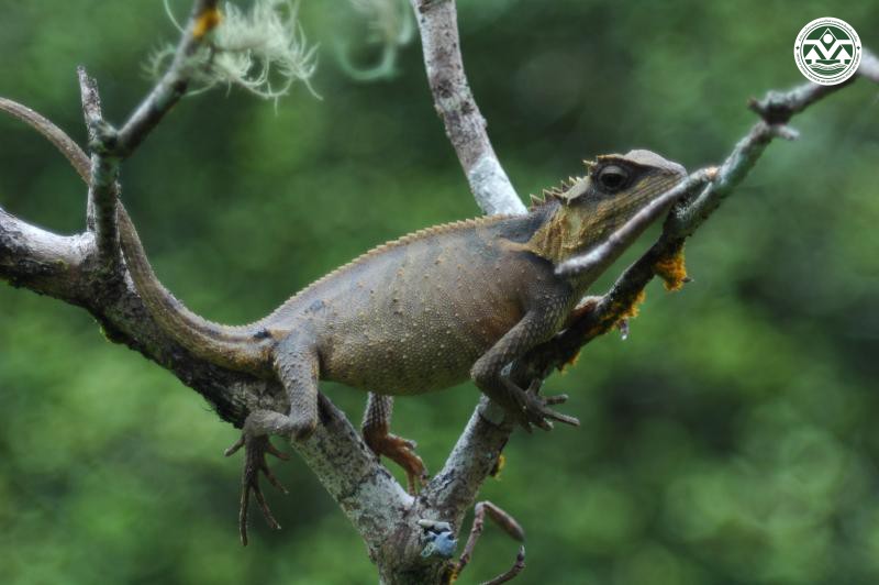 Acanthosaura crucigera
