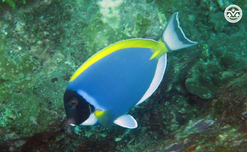 Acanthurus leucosternon