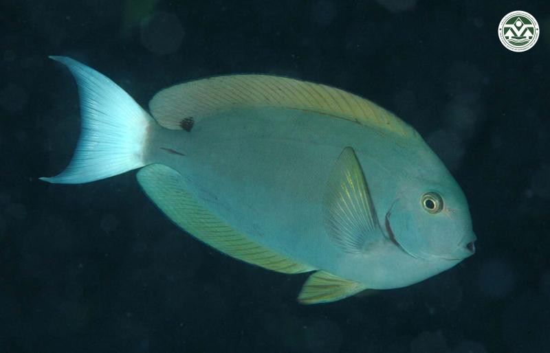 Acanthurus tristis
