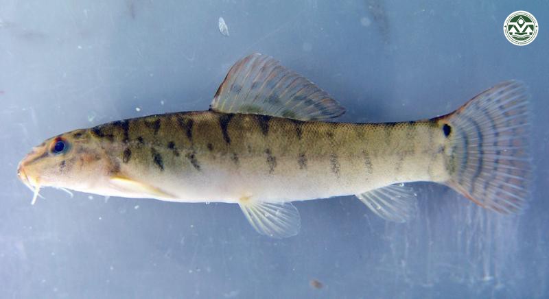 Acantocobitis botia