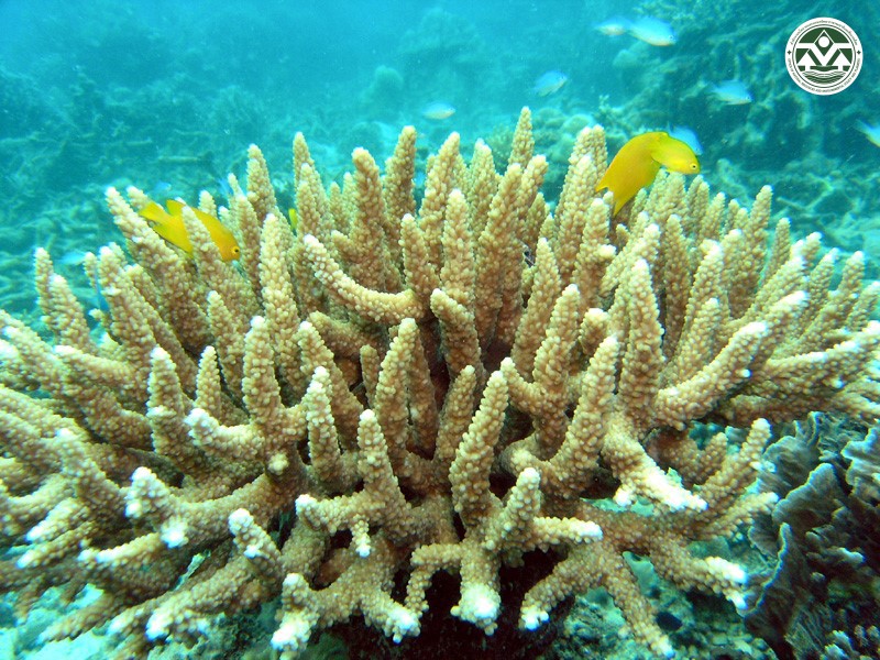 Acropora divaricata