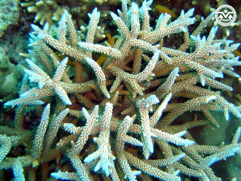 Acropora formosa
