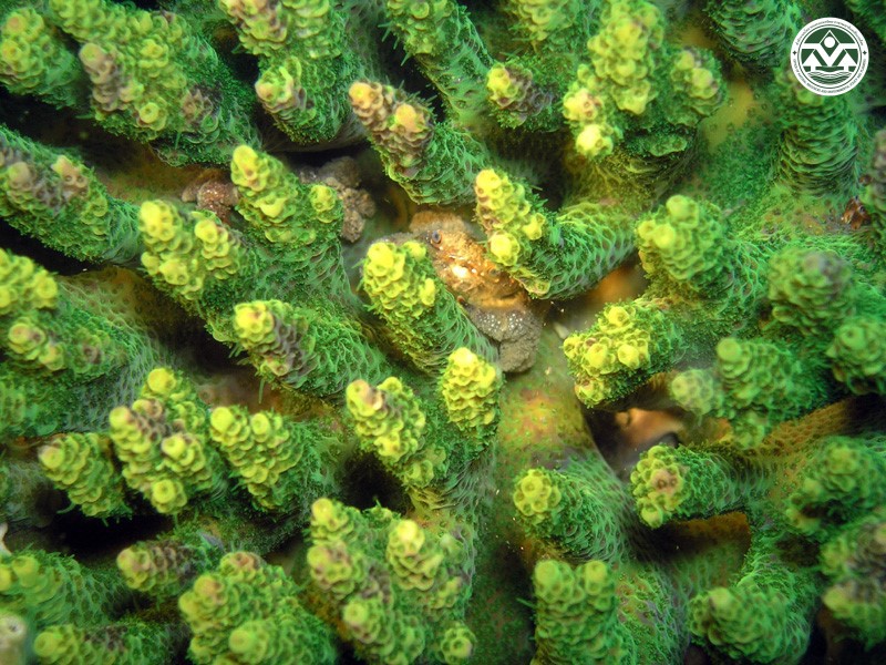 Acropora millepora