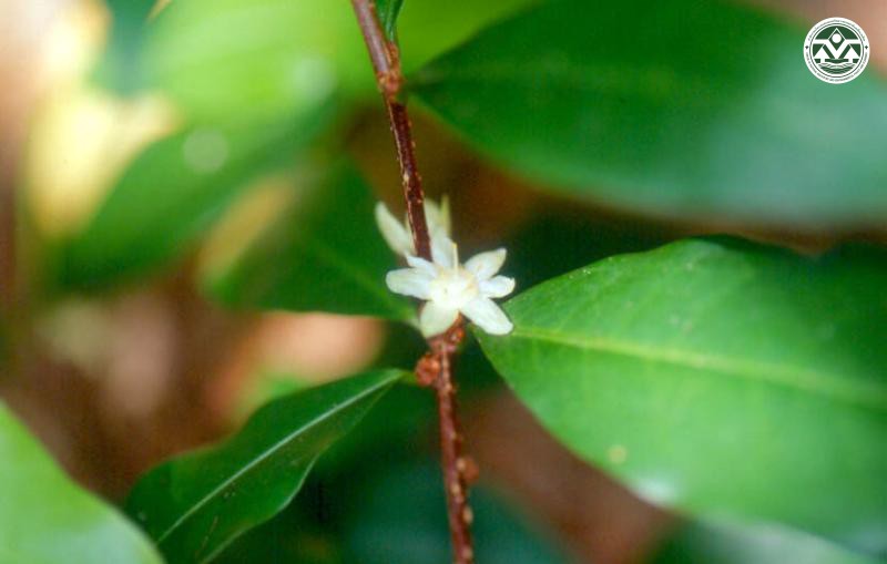 Actephila collinsae