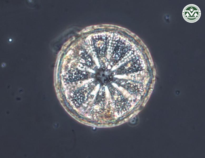 Actinoptychus senarius