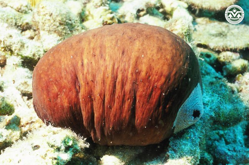Actinopyga lecanora