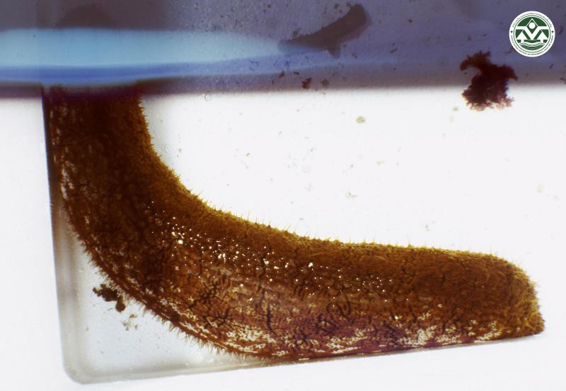 Actinopyga mauritiana
