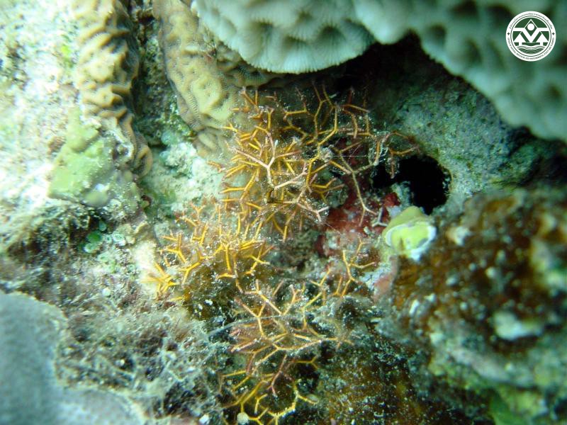 Actinotrichia fragilis