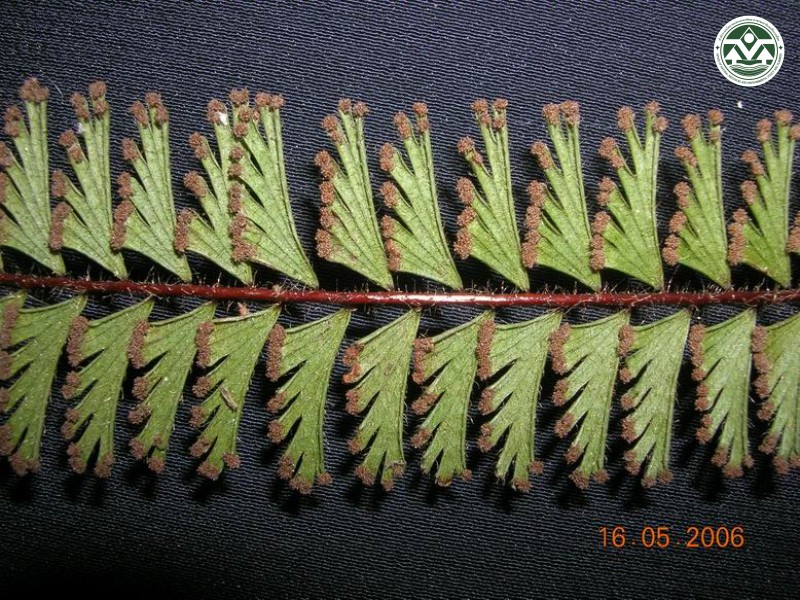 Adiantum caudatum