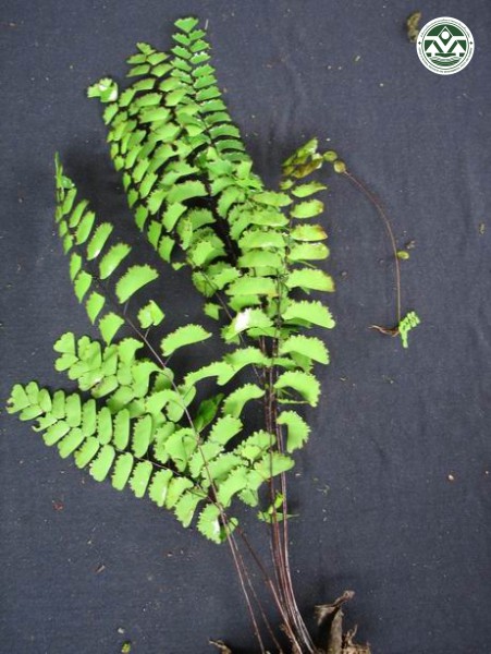 Adiantum philippense