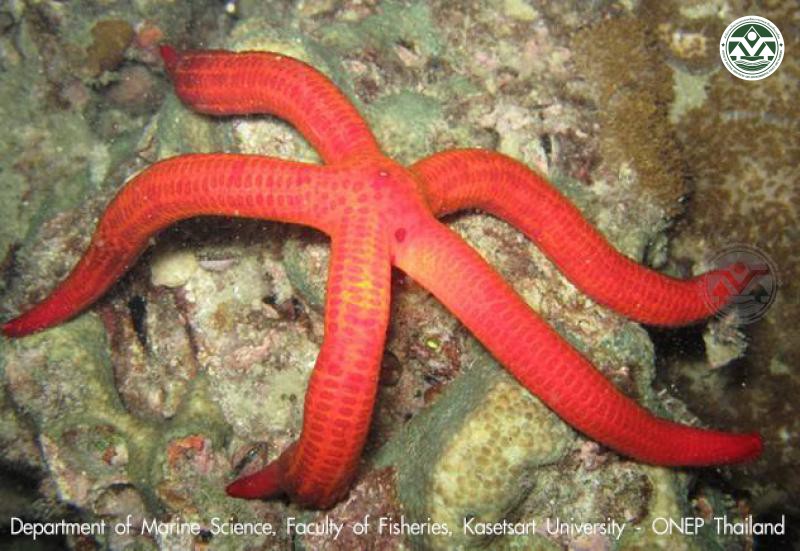 Leiaster speciosus