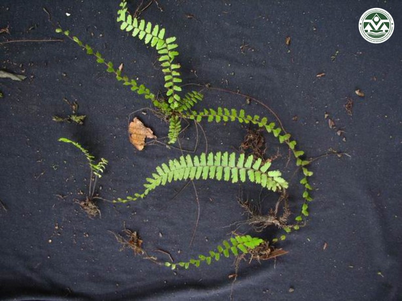 Adiantum zollingeri