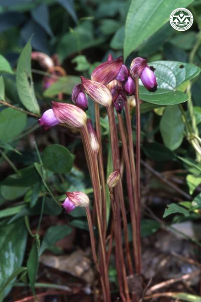 Aeginetia indica