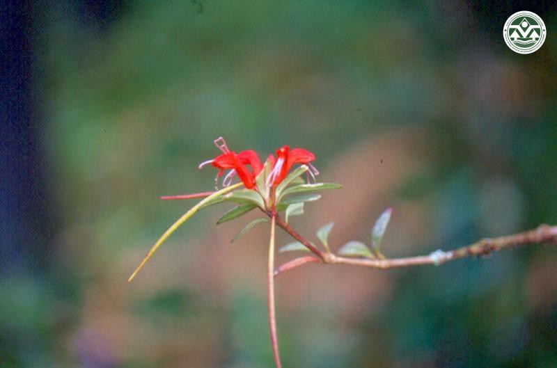 Aeschynanthus andersonii
