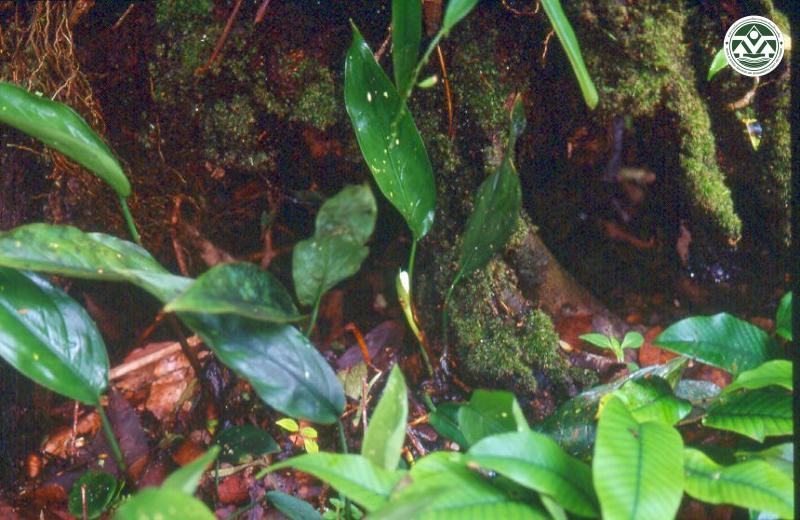 Aglaonema brevispathum