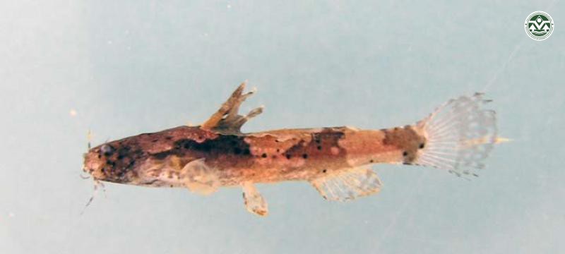 Akysis varius
