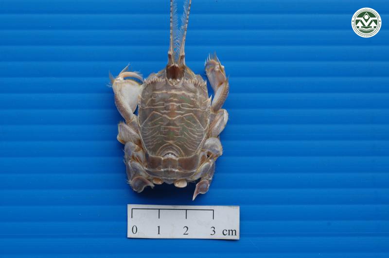 Albunea marquisiana