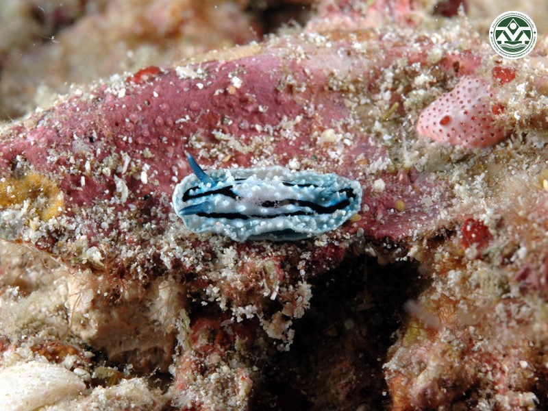 Aldisa erwinkoehleri