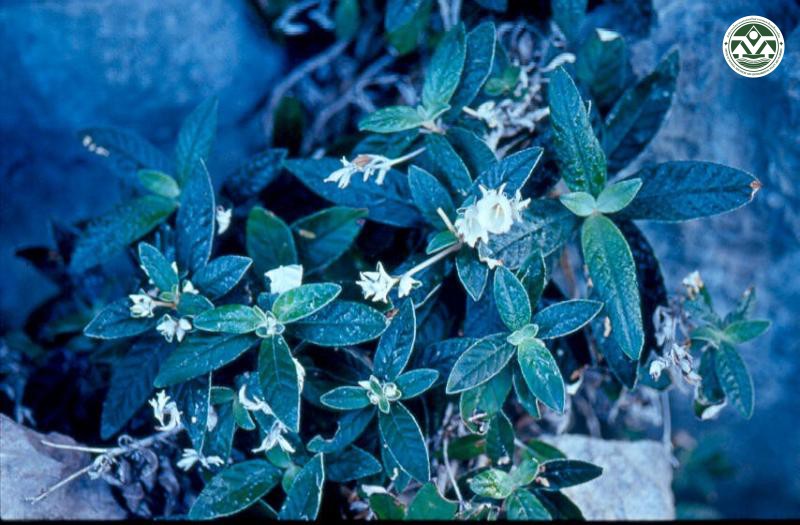 Allophyllus cobbe