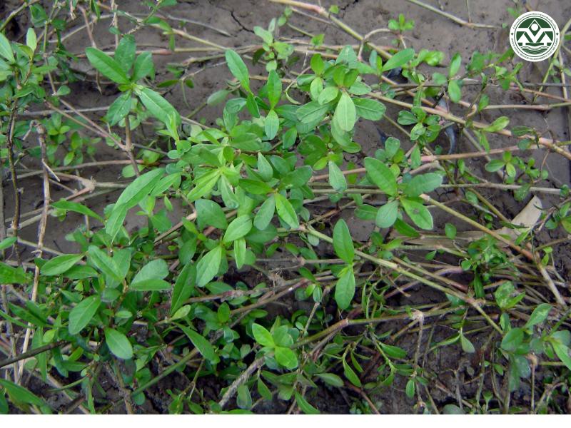 Alternanthera sessilis