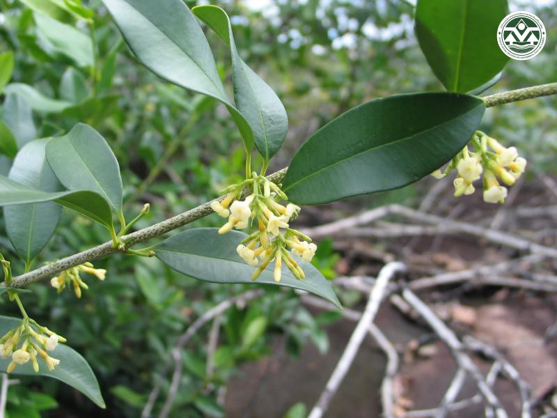 Alyxia reinwardtii