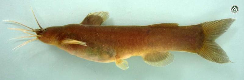 Amblyceps macronatum