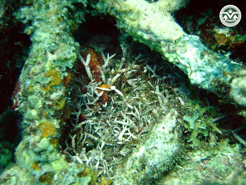 Amphiroa foliacea