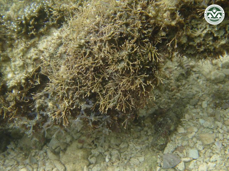 Amphiroa fragilissima
