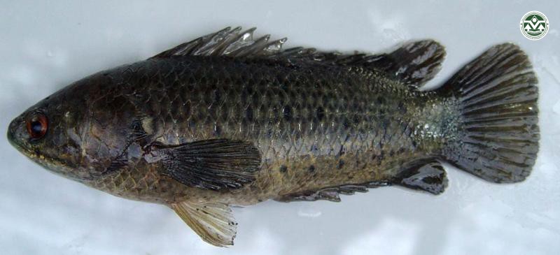 Anabas testudineus