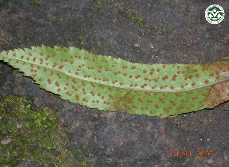 Anisocampium cumingianum