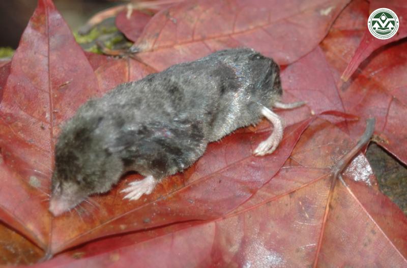 Anourosorex squamipes